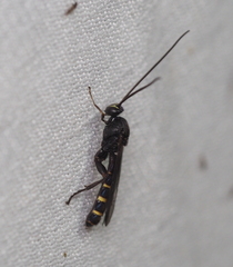 Metopius fuscipennis