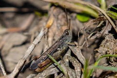 Chorthippus biguttulus