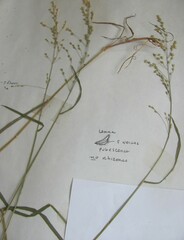 Poa sylvestris