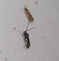 Metopius fuscipennis