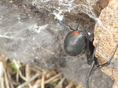 Latrodectus tredecimguttatus