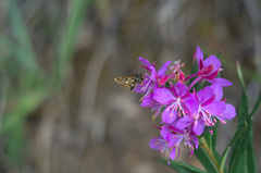 Carterocephalus skada