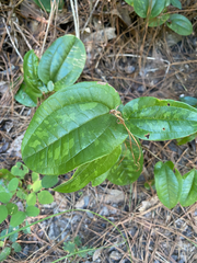 Smilax pumila