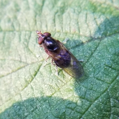 Rhingia nasica