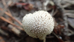 Lycoperdon echinatum