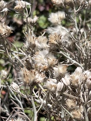 Tetradymia comosa