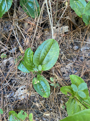 Smilax pumila