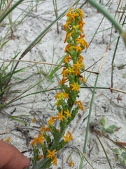 Manulea tomentosa