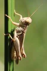 Melanoplus yarrowii