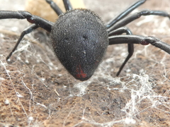 Latrodectus tredecimguttatus