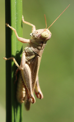 Melanoplus yarrowii