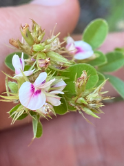 Lespedeza hirta