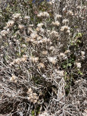 Tetradymia comosa