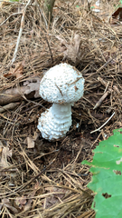 Amanita magniverrucata