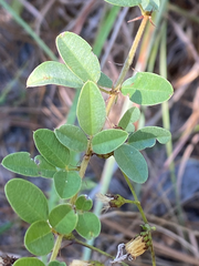 Lespedeza hirta