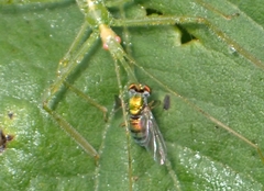 Condylostylus caudatus