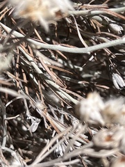 Tetradymia comosa