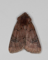 Eucoptocnemis fimbriaris