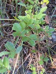 Lespedeza hirta