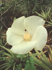 Hibiscus phoeniceus