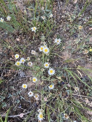 Erigeron divergens