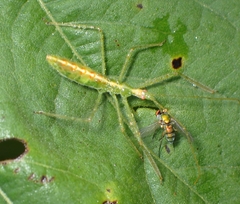 Condylostylus caudatus