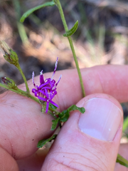 Vernonia texana