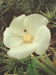Hibiscus phoeniceus