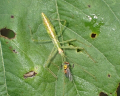 Condylostylus caudatus