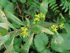 Erysimum cheiranthoides