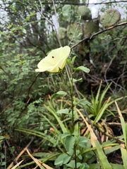 Hibiscus phoeniceus