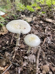 Amanita multisquamosa