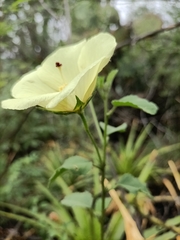 Hibiscus phoeniceus