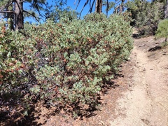 Arctostaphylos pringlei drupacea