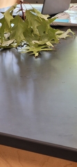 Quercus ellipsoidalis