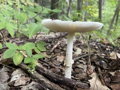 Amanita multisquamosa