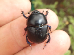 Sericotrupes niger