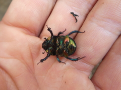 Sericotrupes niger