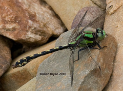 Ophiogomphus carolus