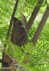 Lamprolepis smaragdina