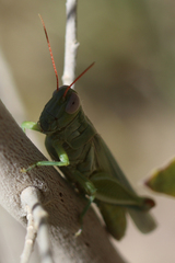 Melanoplus yarrowii