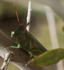 Melanoplus yarrowii