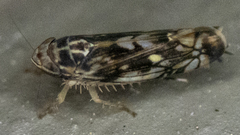 Scaphoideus nigrellus