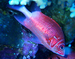 Sargocentron caudimaculatum
