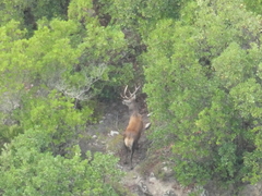 Cervus elaphus corsicanus