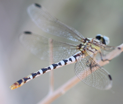 Erpetogomphus compositus