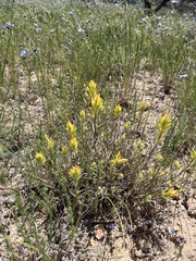 Castilleja flava