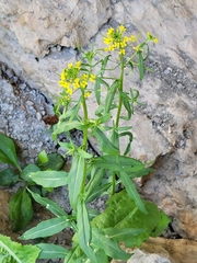 Erysimum cheiranthoides