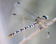 Erpetogomphus compositus