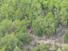 Cervus elaphus corsicanus